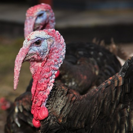 Xavier Jaffré Communication