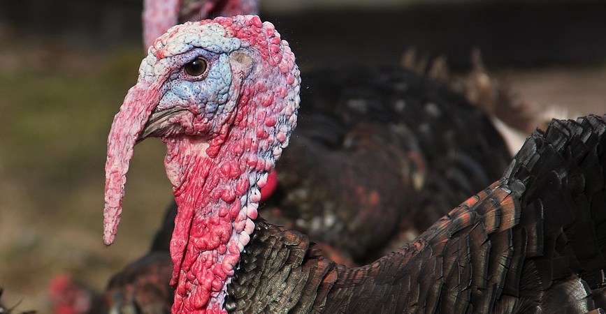 Xavier Jaffré Communication