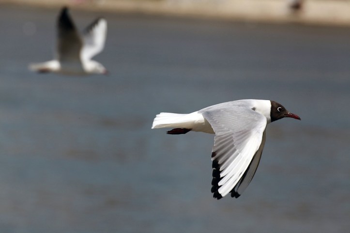 seagull-183342_960_720