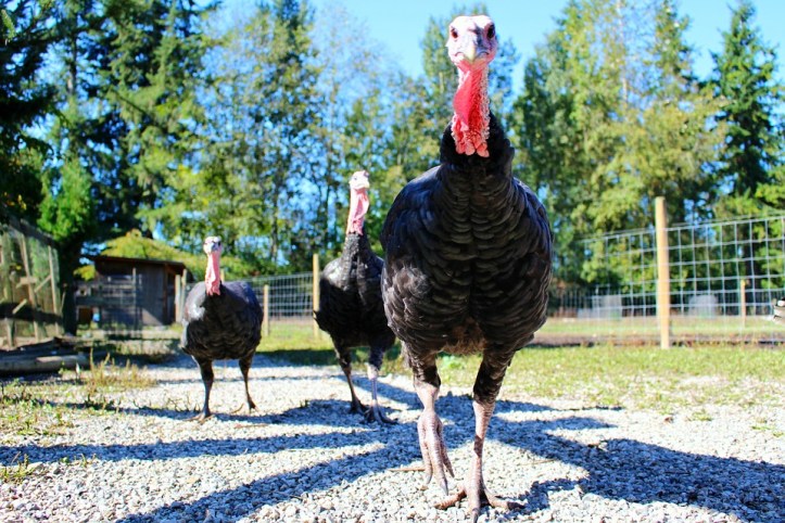 turkeys-1195431_960_720