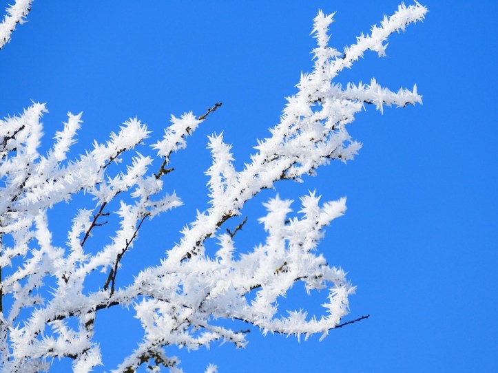 hoarfrost-639980_960_720