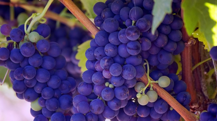 grapes-690977_960_720