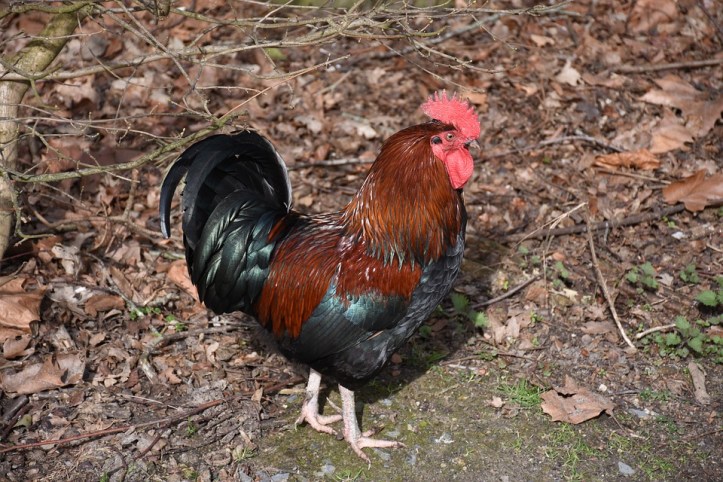 forest-2145993_960_720