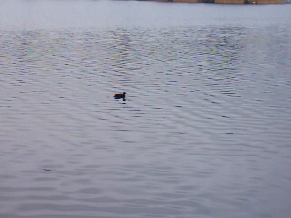 Lac de Créteil Val de Marne. France 12