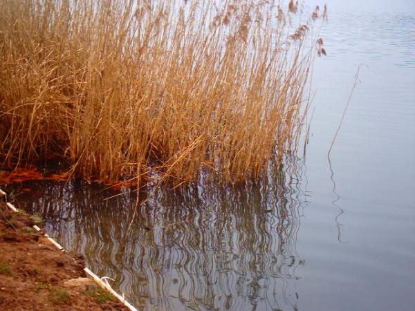 Lac de Créteil Val de Marne. France 14