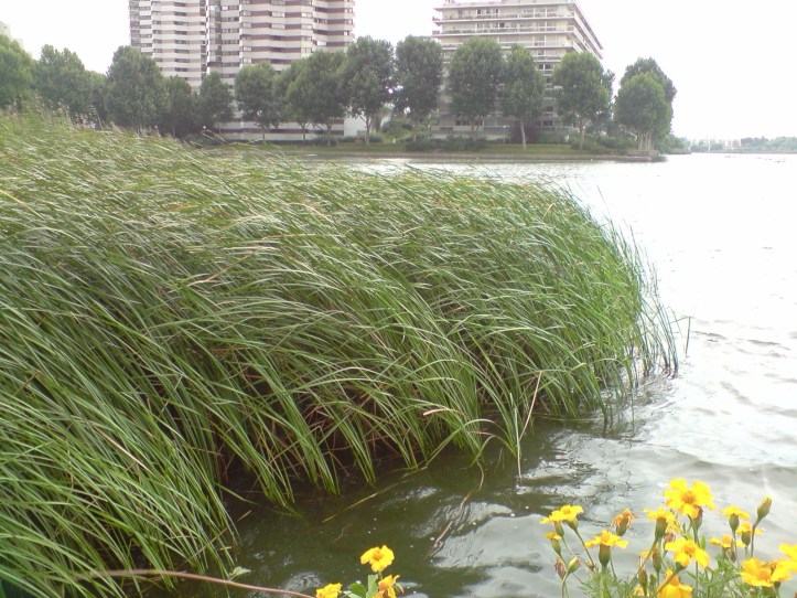 Lac de Créteil Val de Marne. France 55