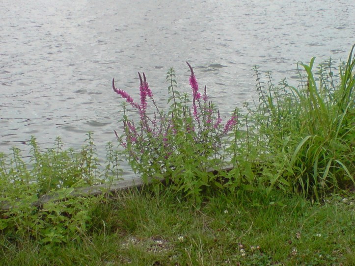 Lac de Créteil Val de Marne. France 67