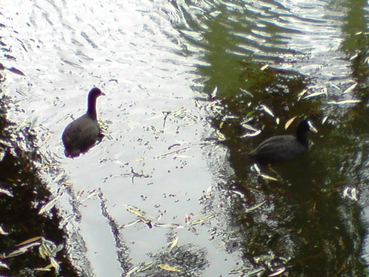 Lac de Créteil Val de Marne. France 71