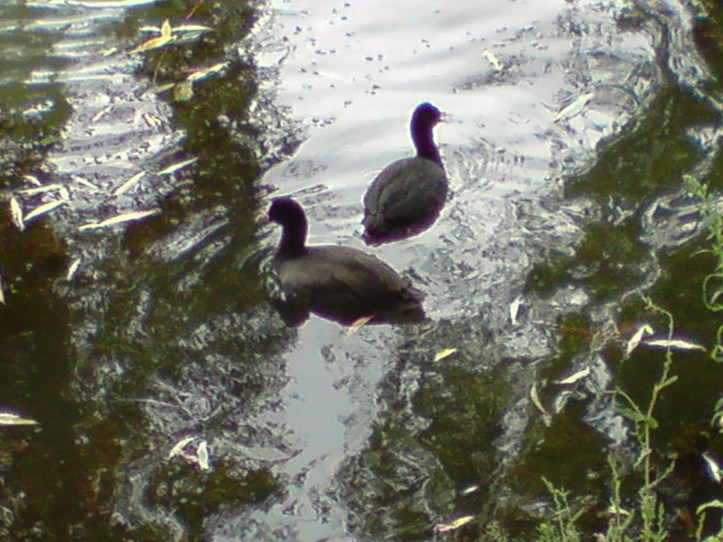 Lac de Créteil Val de Marne. France 73