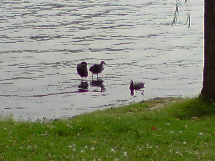 Lac de Créteil Val de Marne. France 74