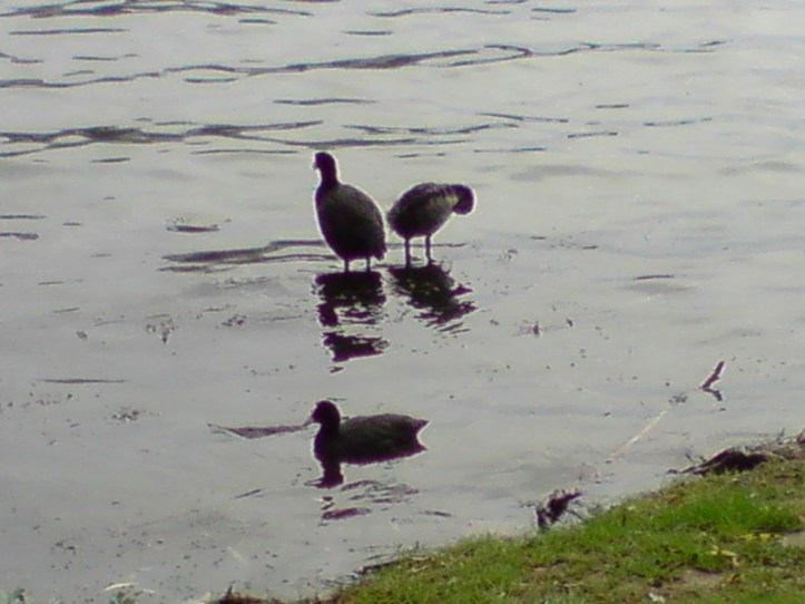 Lac de Créteil Val de Marne. France 75