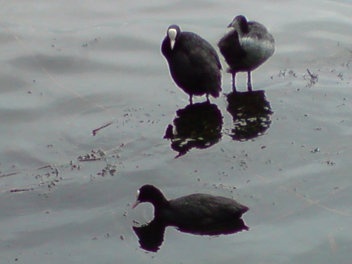 Lac de Créteil Val de Marne. France 77