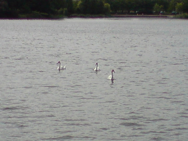 Lac de Créteil Val de Marne. France 78