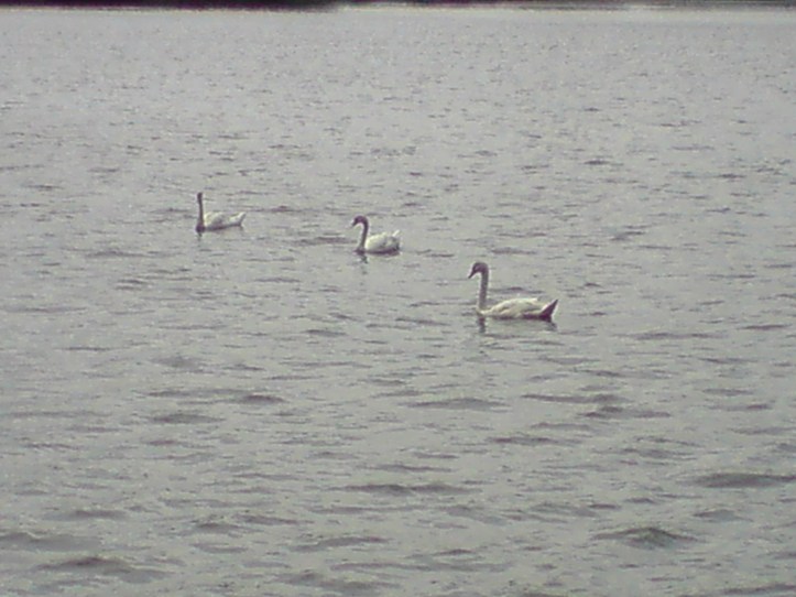 Lac de Créteil Val de Marne. France 79