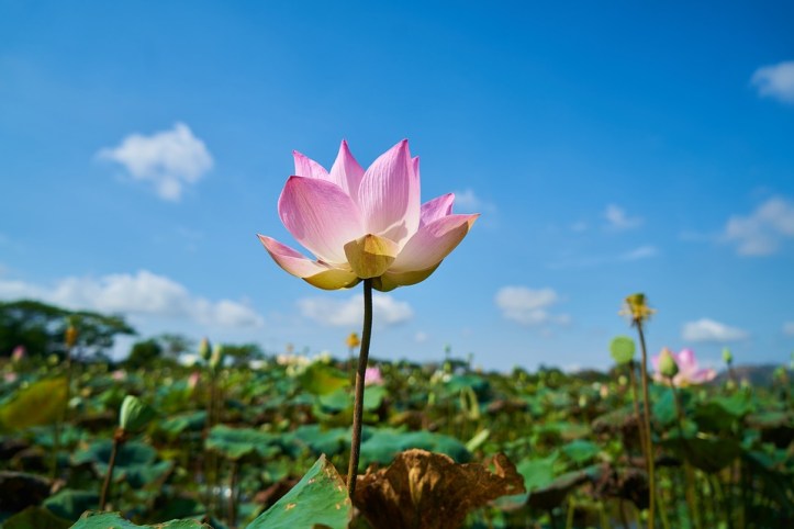 lotus-2314078_960_720