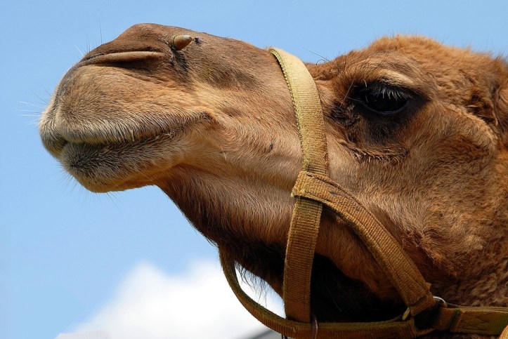 camel-1624643_960_720