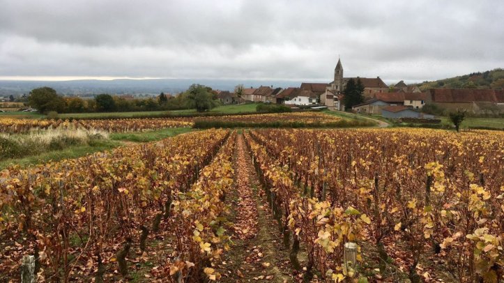 vignes_automne_a_saules_-_damien_boutillet-3328055-3334657