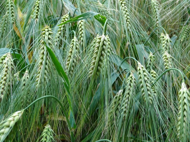 barley-373360_960_720